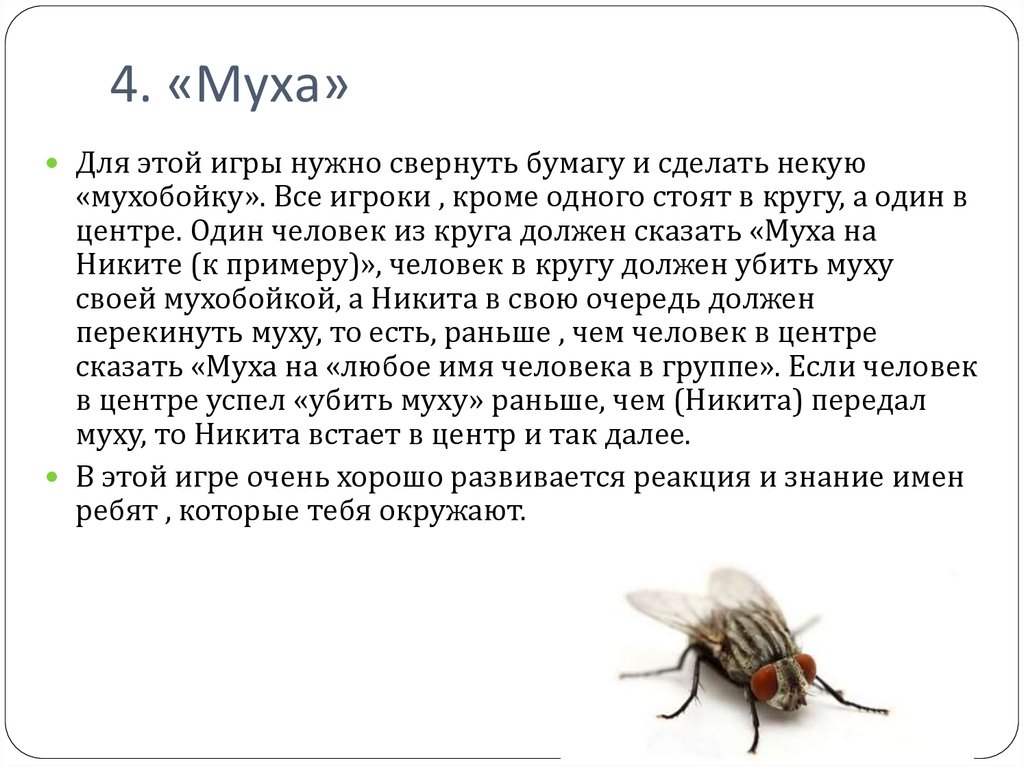 Муха описание насекомого. Рассказ о мухе. Какая вы муха