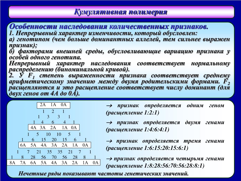 Расщепление 1 4 6 4 1. Наследование количественных и качественных признаков. Копулятивная Полимерия. Кумулятивная Полимерия. Наследование количественных признаков Полимерия.