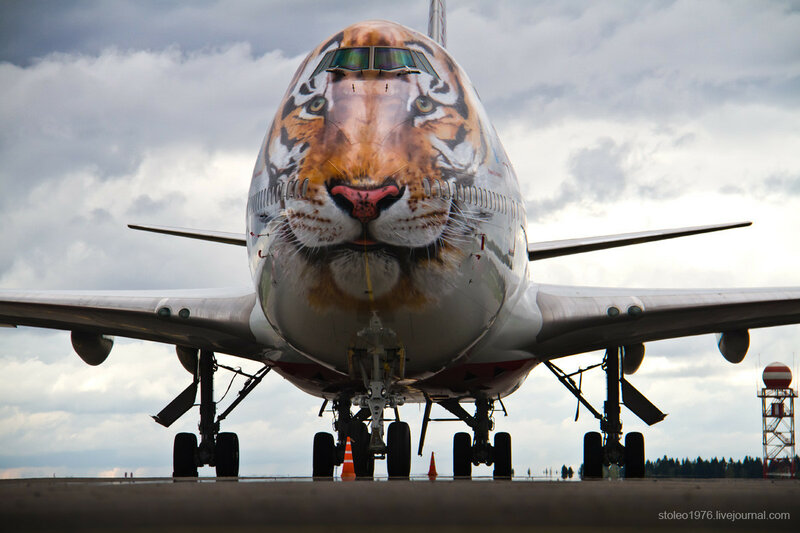 Авиакомпания россия тигролет фото
