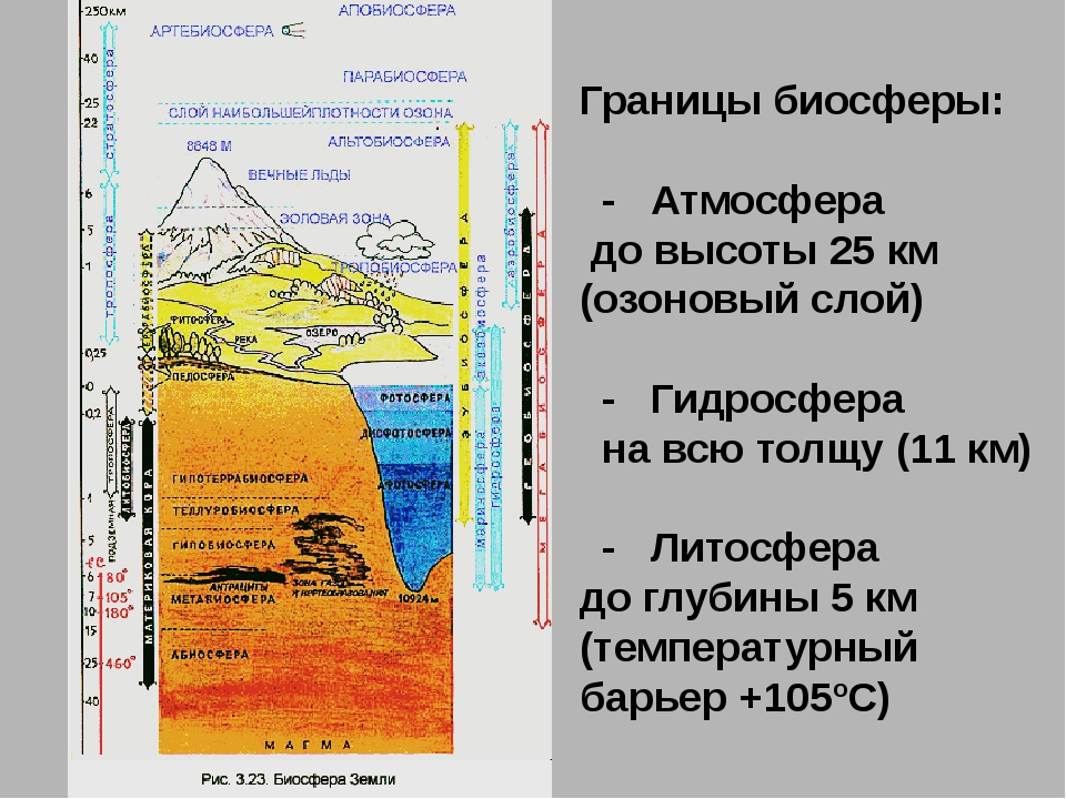 Верхняя граница биосферы располагается на высоте. Границы биосферы атмосфера гидросфера литосфера. Границы биосферы вся гидросфера. Граница биосферы в атмосфере. Границы биосферы в гидросфере.