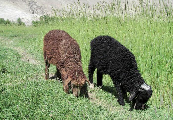 памирские народы