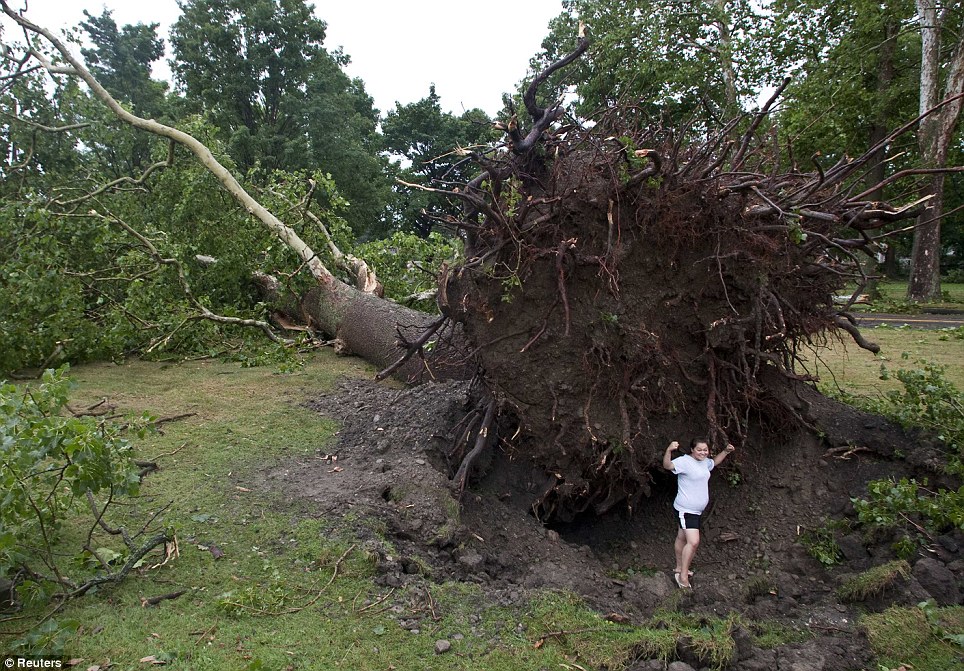 Uprooted: An enormous tree is torn up by the force of a tornado which touched down in Elmira as the east coast was battered by severe weather