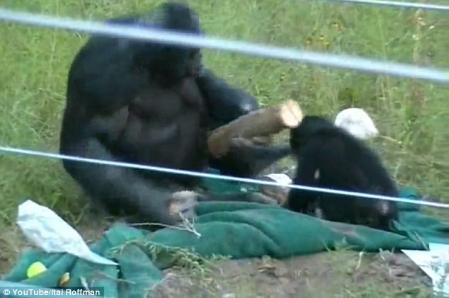 Kanzi used a sharpened piece of rock in a chopping motion on log, one of the most sophisticated examples of tool use yet to be seen in bonobos