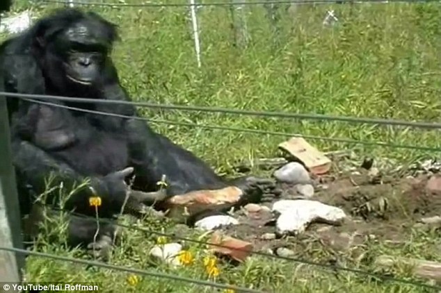 This bonobo, called Kanzi, picked up the rock in front of him and used another rock to create sharp shards that he then used as tools. The new research suggests the behaviour may be more common than thought