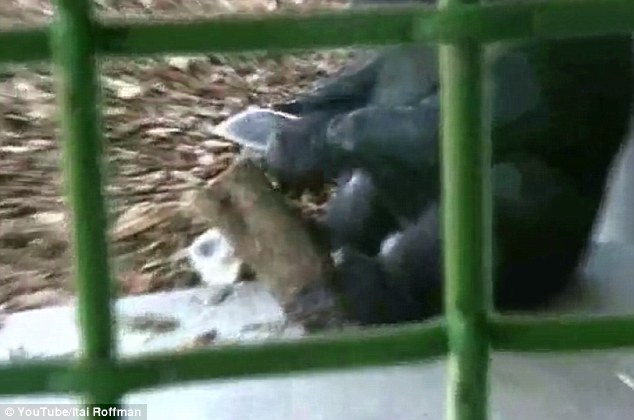 One male bonobo was seen to break stones to create sharp tools, like that shown above, which he and a female bonobo used to cut and scrape logs. The stone tools appear remarkably similar to those that early humans are thought to have created and may mean tool use is far older than previously thought