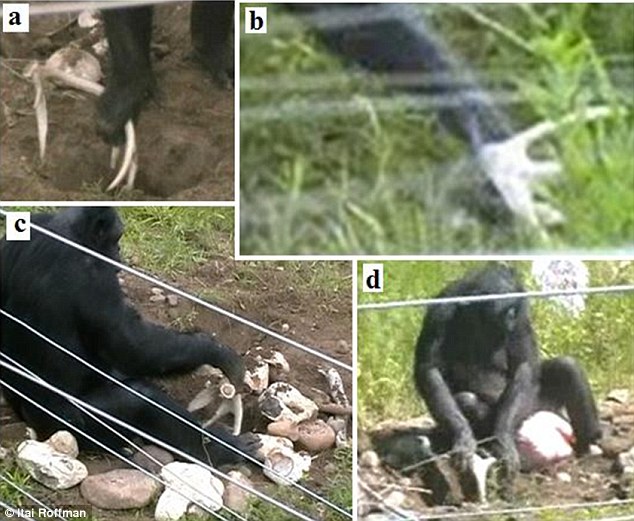 The bonobos also used antlers as part of their natural 