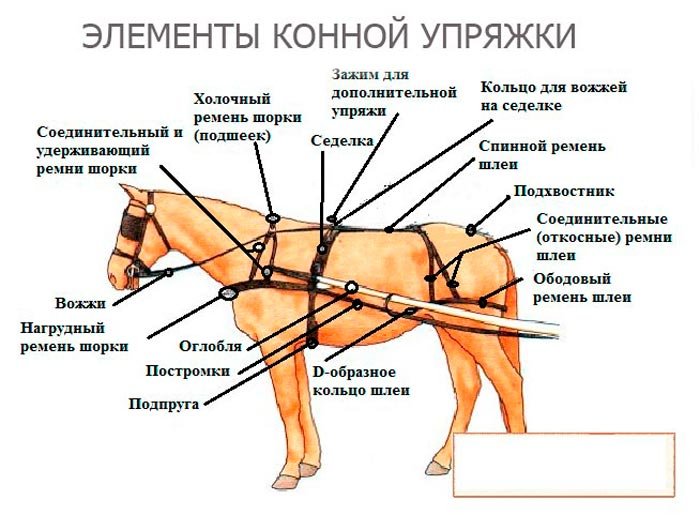 Вожжа попала. Элементы конской упряжи названия. Составные части лошадиной упряжи. Европейская упряжь для лошади схема. Элементы конской упряжи схема.