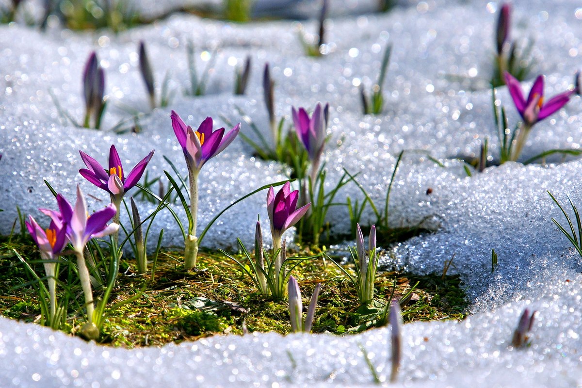 Видео пробуждение природы весной. Пробуждение весны. Красота весны.