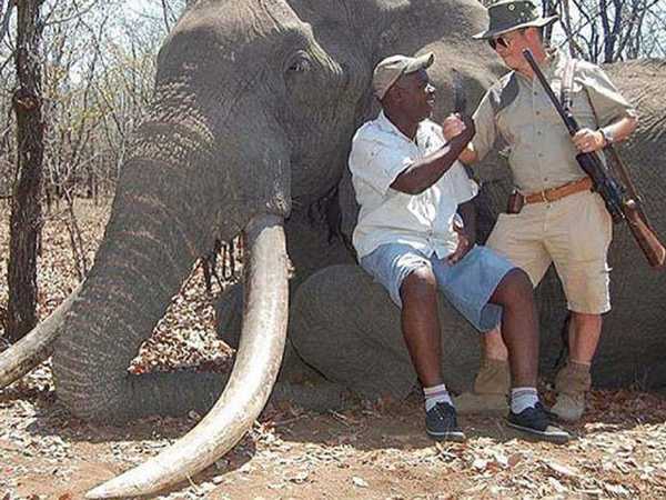 сафари охота на слонов