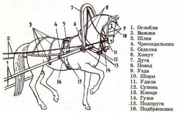 Вожжи для лошади картинка
